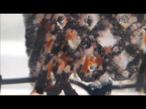 Medusa Luna (Aurelia aurita)