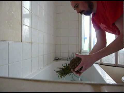 Hardsparrow - Pineapple Bathtime