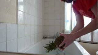 Hardsparrow - Pineapple Bathtime
