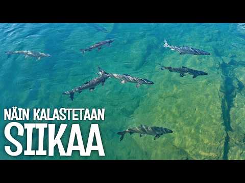 ONKO TÄSSÄ MAAILMAN PARAS SIIKAPAIKKA?