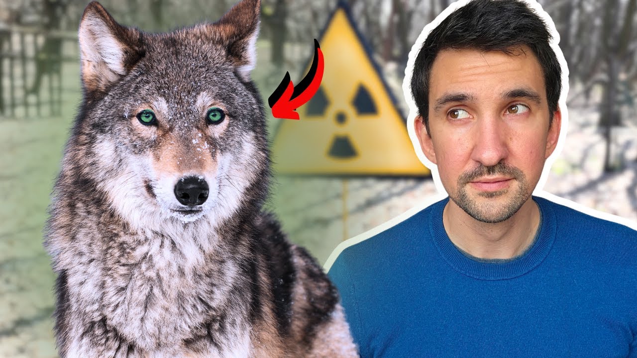 The Chernobyl Wolf Paradox