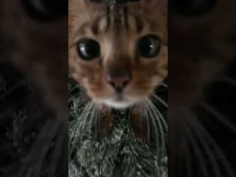 🎄 Merry cat-mas! 😻 bengal cat inside the christmas tree 🎅 ✨ #shorts