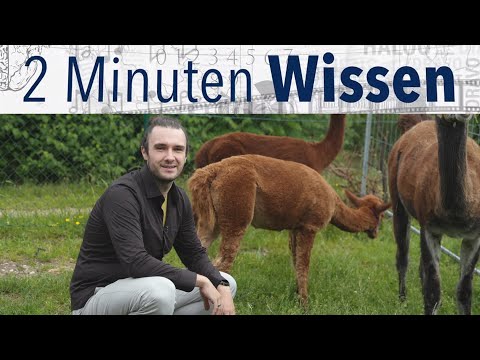 2 Minuten Wissen: Wie ortet man Alpacas (und andere Tiere)? [FAU Science]