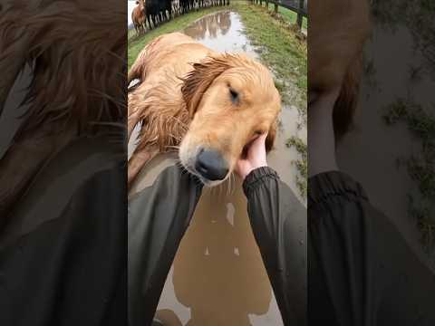 Tsunami Hits the Farm… What This Dog Did Next Is Incredible