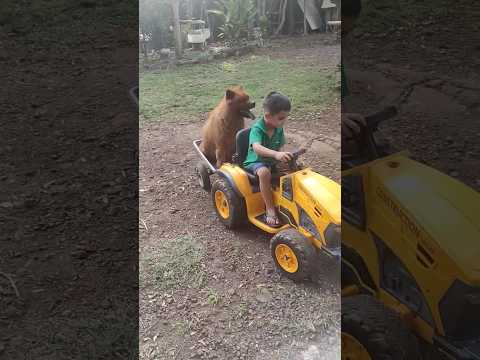 #shorts# trator# cachorro # melhor amigo#agro#minitrator#sítio#cerrolargo #riograndedosul