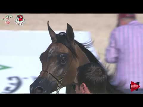 N 290 SHARIF AL ZOBAIR   Emirates AHBC