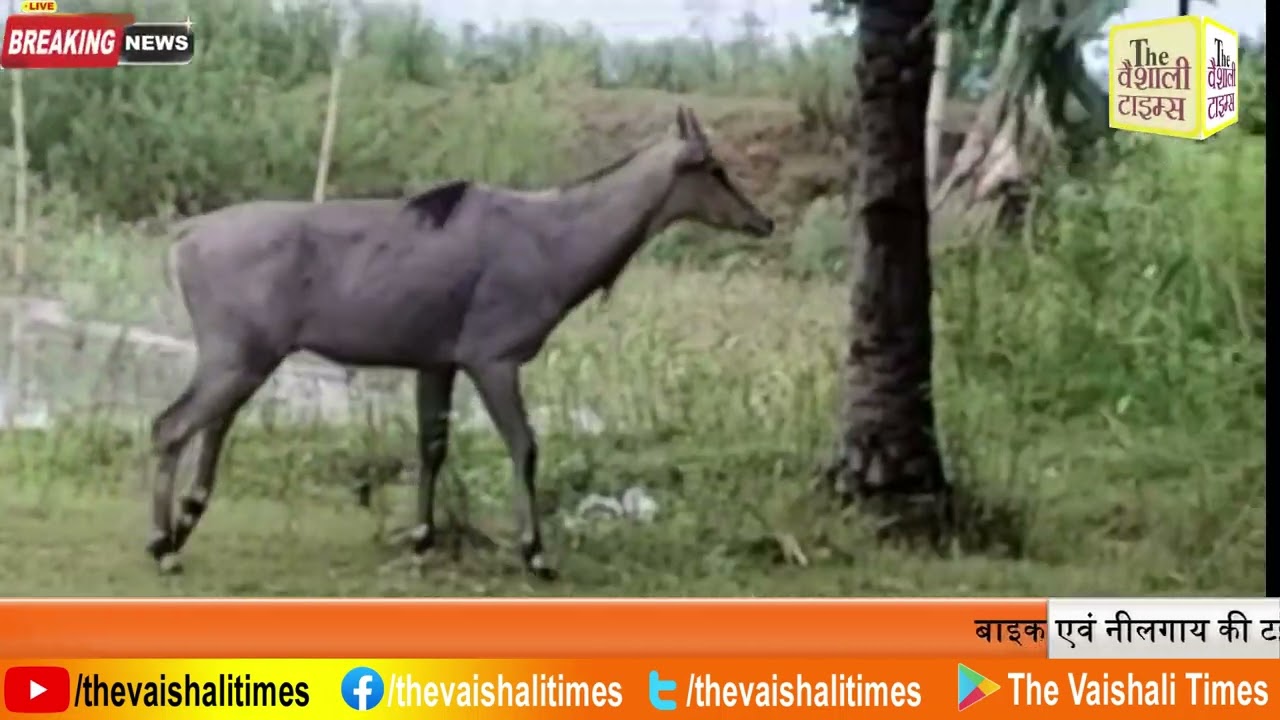 खबर वैशाली से जहां बाइक की नीलगाय से टक्कर हो गई जिसमें बाइक सवार एक युवक की मौत हो गई जबकि बाइक सवार दूसरा युवक गंभीर रूप से घायल हो गया है