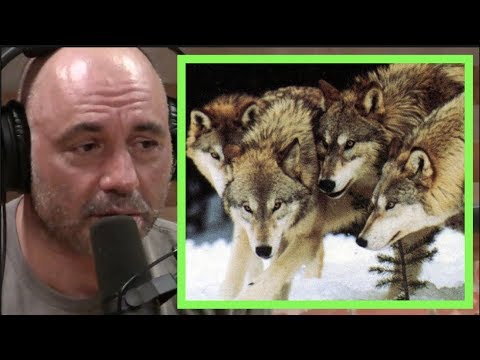 Joe Rogan | Wolf Super Packs in Russia