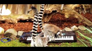 Monkeys+Synthesizers.mov