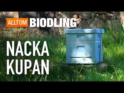 Nackakupan - Bikupa - Biodling