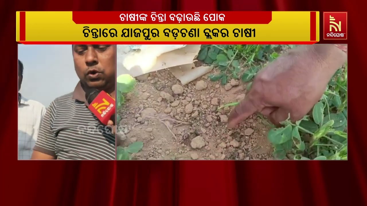 ଚାଷୀଙ୍କ ଚିନ୍ତା ବଢ଼ାଉଛି ପୋକ । ଏକର ଏକର ଚାଷ ଜମିରେ ଫସଲ କର?