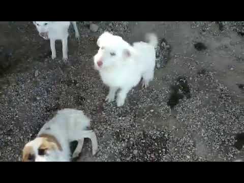 Onda & Halley - Hundegarten Serres e.V.