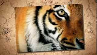 JONI MITCHELL tiger bones