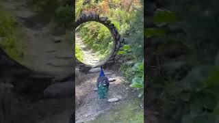 孔雀の道案内🌈#クイーンズタウン #ニュージーランド #shorts #旅行 #くじゃく