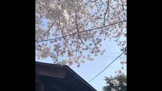 【下関市】福壽稲荷神社の桜