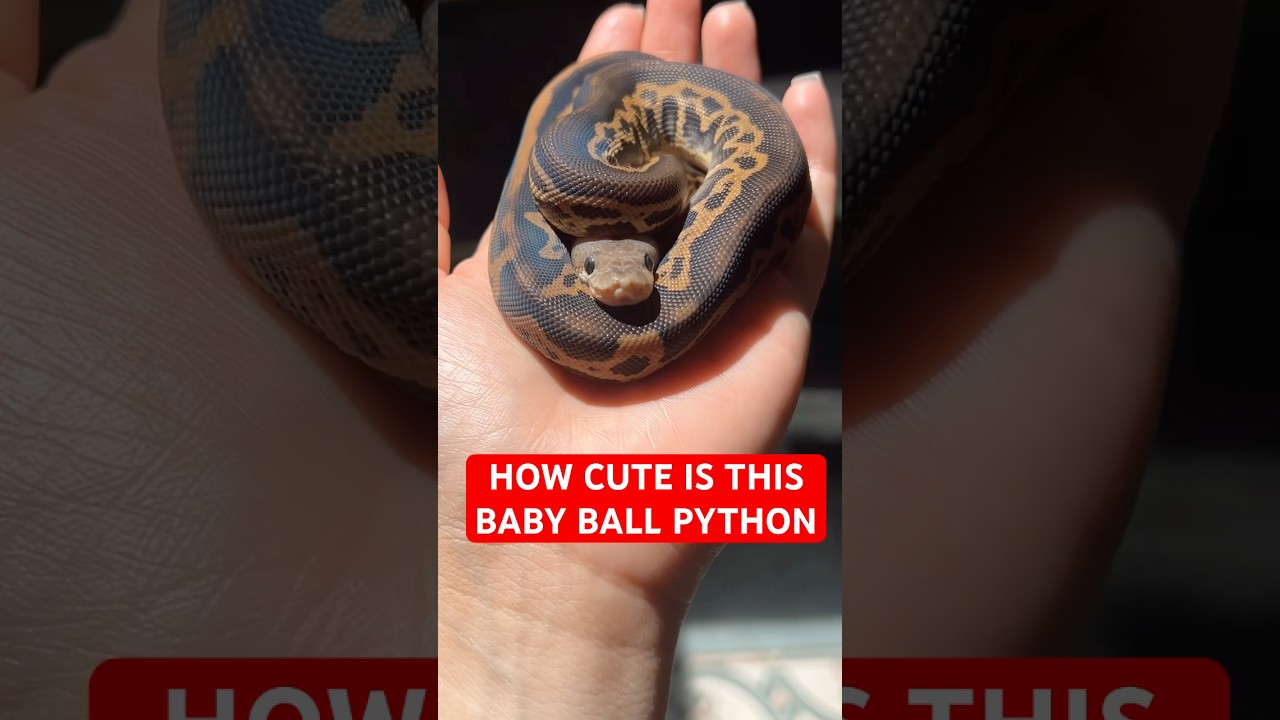 How CUTE is this baby Ball Python!?