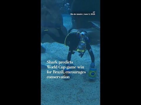 Shark predicts World Cup game win for Brazil, encourages conservation