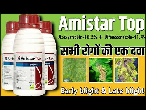 Amistar top syngenta | Amistar top | Amistar top fungicide