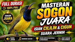 Download lagu MASTERAN SOGON ISIAN CILILIN & CIGUN‼️ COCOK UNTUK SOGON BAHAN ‼️SUARA JERNIH ‼️ mp3