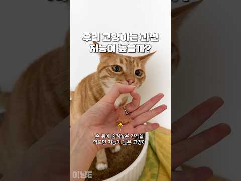 아이콘