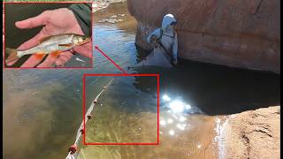 Seining for fish in the Virgin River