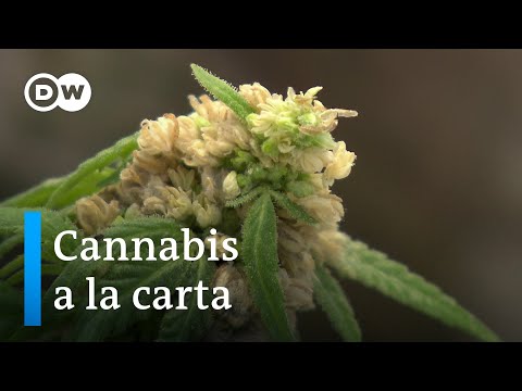 , title : 'Objetivo: mejorar la genética del cannabis | DW Visión futuro'