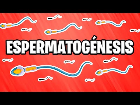 ✅ ESPERMATOGÉNESIS ¿Como se forman los espermatozoides?  | EMBRIOLOGÍA 📚