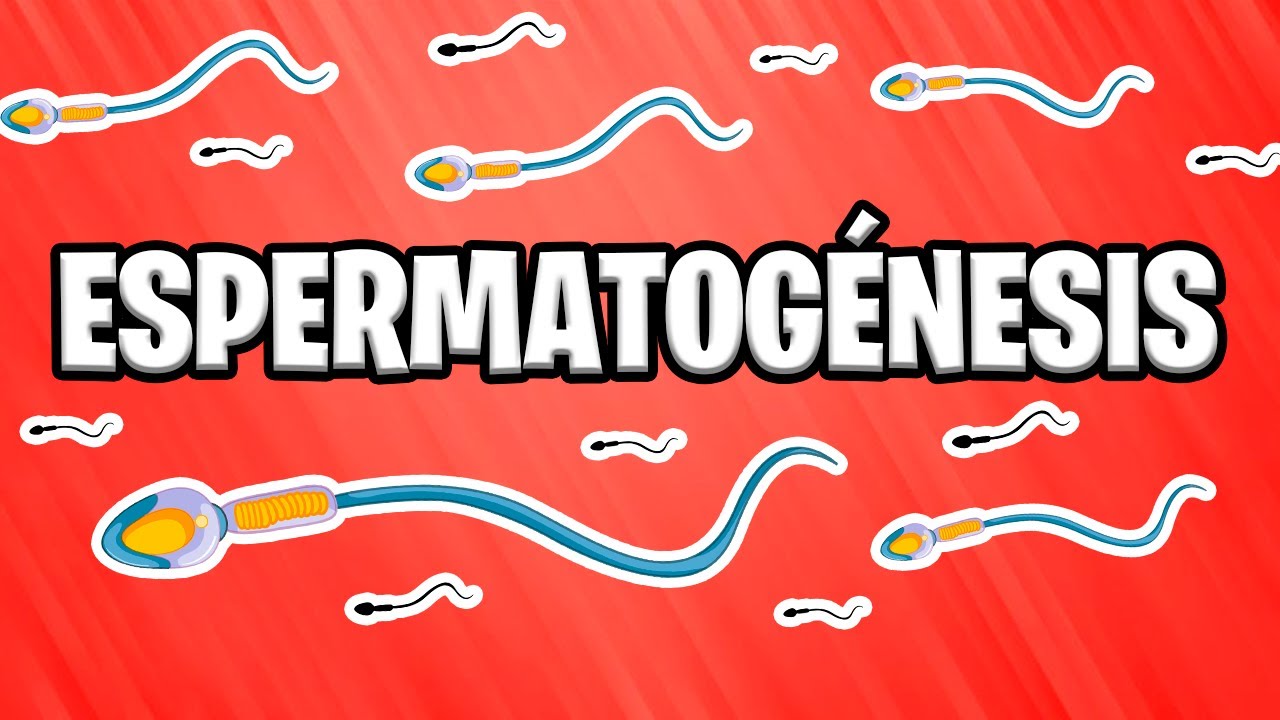 ✅ WHAT IS SPERMATOGENESIS? | EMBRYOLOGY [2023] 📚