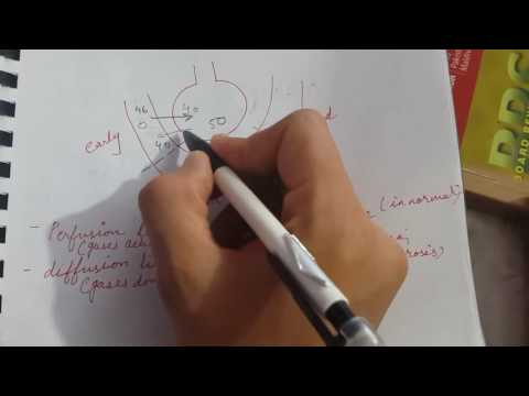 Perfusion limited vs diffusion limited | USMLE STEP 1| respiratory physiology