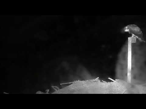 Fledgling returns to Nest after GHO attack at 3:49 am MDT 2018 08 28