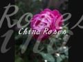 ENYA - China Roses（和訳） 