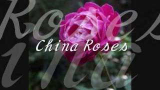 ENYA - China Roses（和訳）