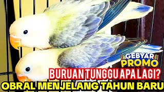 Download lagu OBRAL LOVEBIRD WARNA CANTIK! MULAI  DARI 950 RIBUAN SAJA mp3
