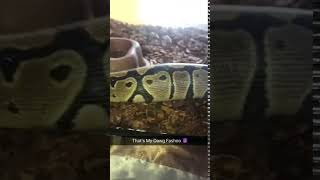 Python Reptiles Videos