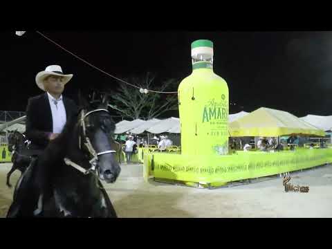 THOR DE HACIENDA PUERTO BERRIO, CUARTO PUESTO CABALLOS DE 48 A 60 MESES P3 VENECIA ANTIOQUIA 2025