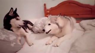 Huskies talking