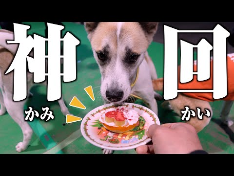 A 37-year-old who is terrible at cooking desperately tries to make a cake for her beloved dog who...