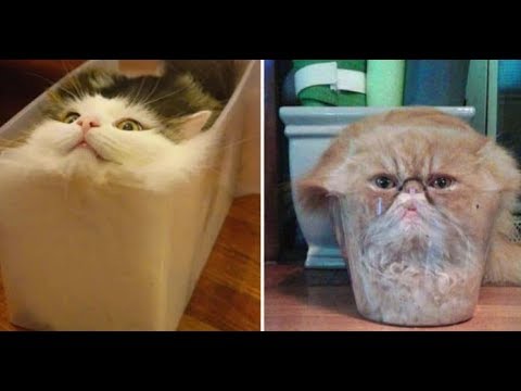 These 12 Funny Pics That Prove That Cats Are Actually Made Of Liquid!....