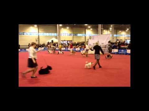 JERICHO LONG STEP & Petka G. -BOB- 17.2.2013 CACIB FEHOVA BUDAPEST