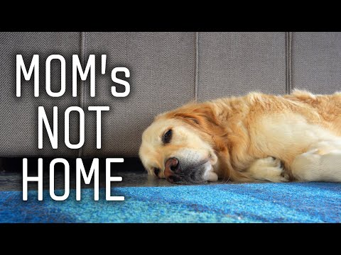 HOME ALONE WITH TREV (Super Cooper Sunday #269)