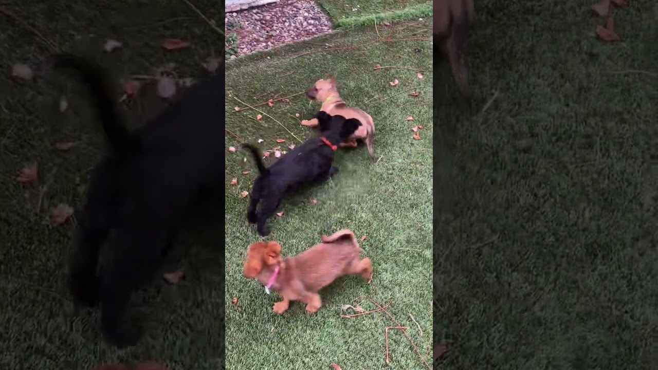 Enlarge Jojo, a ADOPTABLE mixed breed in Santa Monica, CA video 4/4