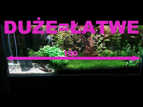 Wielkość ma znaczenie! Rozmiar akwarium dla początkującego