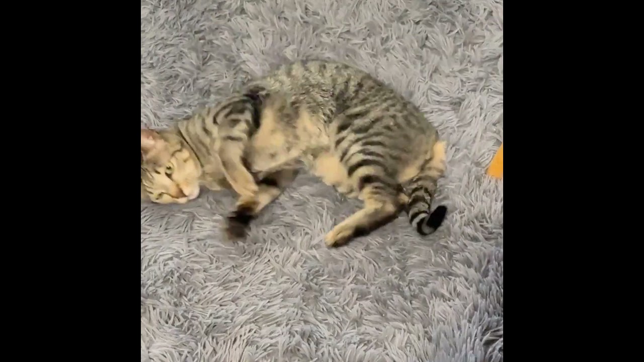 Enlarge Lion, a Adoptable Exotic Shorthair in Los Angeles, CA video 6/6