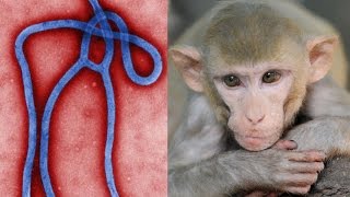 Experimental Ebola Drug Cures Monkeys
