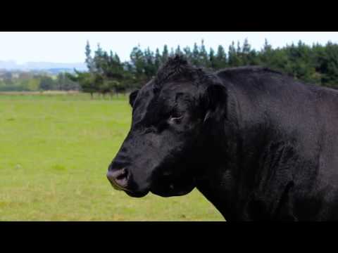 Introducing the Washdyke training farm