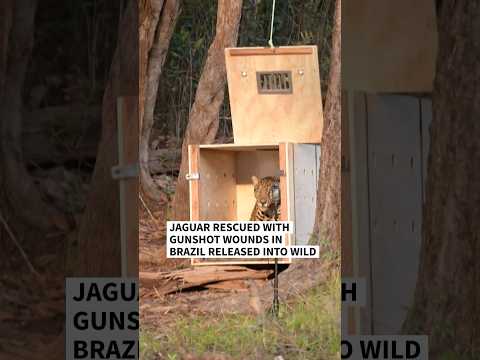 Jaguar rescued with gunshot wounds in Brazil released back into wild | AFP