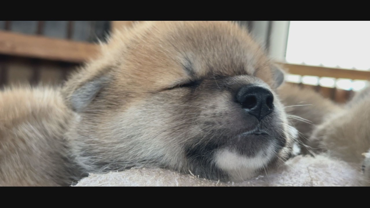 じいちゃんの秋田犬【大家族編】#43　ウトウトと