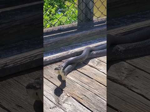 Black Rat Snakes mating on the New River Trail