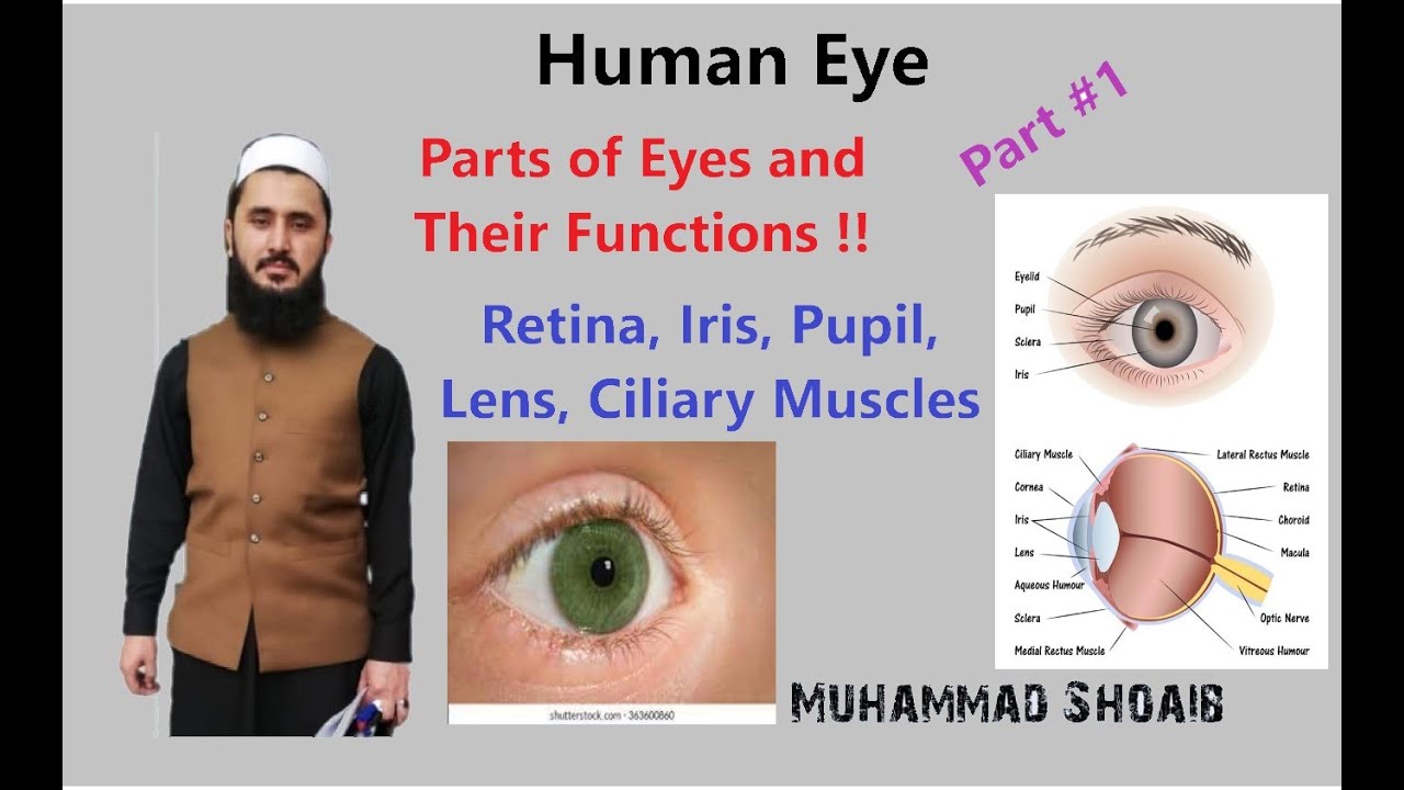 Human Eye