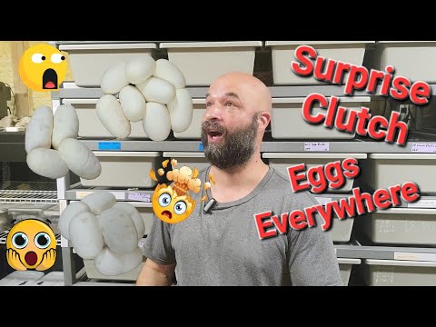 Überraschungskupplungen und mehr! Überall Eier!!!